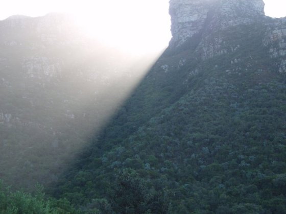 Lichteinfall in Kirstenbosch